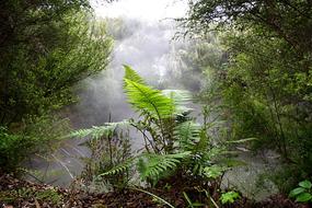 fern in the forest in the fog