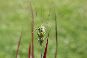 Barley Crop green close-up on blurred background