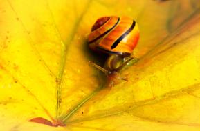 Beautiful, red, orange, yellow and black snail on the yellow leaf