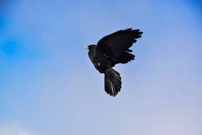 Bird Crow Raven blue sky