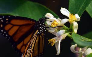 tropical butterfly feeding on white flower