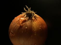 drops on onions in black background