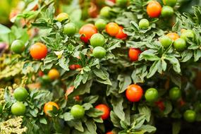 Beautiful, orange, yellow and green fruits on the plant, with the green leaves