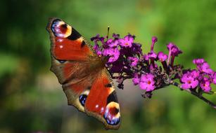 Peacock Butterfly and violet flowers