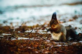 Squirrel Wildlife eating nuts