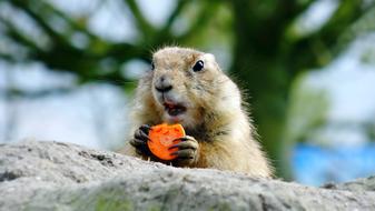 Prairie Dog Animal with Carrot