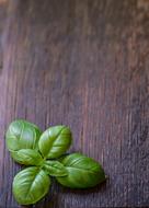 Shiny, green basil Leaves on wooden background