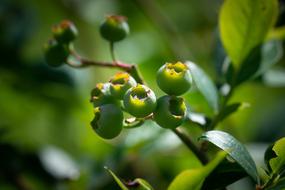 Blueberries Green