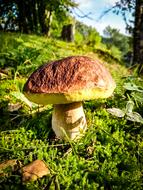 Mushroom green Forest