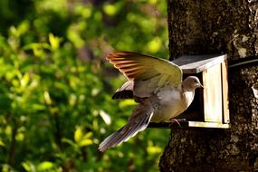 Dove Bird near feeder