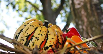 Thanksgiving Pumpkin and Paprika