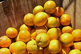 harvest lemons on the table