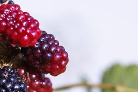 Blackberries Bramble red blue