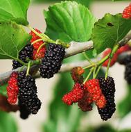 Fruit Berry red blue