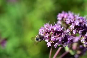 Bloom Bee