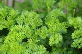 parsley plant on blurred background