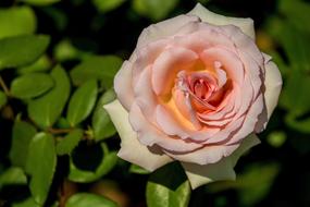 light pink rose on a bush close-up on a blurred background