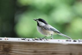 Chickadee Bird and Seeds close-up on blurred background