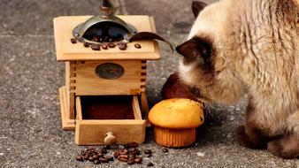 cat near a cupcake next to coffee beans