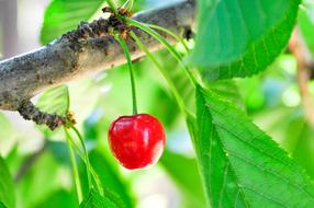 red berry on a branch on a blurred background