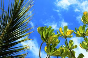 Beautiful, green and yellow leaves at blue sky with white clouds on background, in Maldives