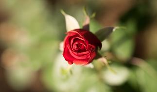 Upper view of the beautiful red rose flower with green leaves