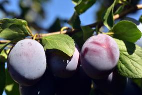 Beautiful blue and purple plums on the tree with green leaves