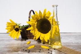 Oil Sunflower
