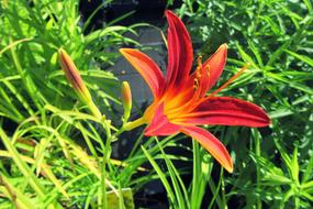 Beautiful, blooming orange and red lily, among the green plants in summer