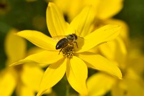 Sunflower Small and bee