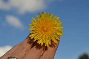 Beautiful, yellow and orange, gradient dandelion flower, on the hand, at blue sky with white clouds on background