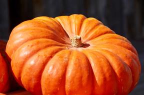 Pumpkin Orange Autumn sun