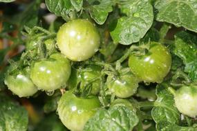 Tomatoes Green Healthy water drops