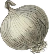 onion black and white drawing