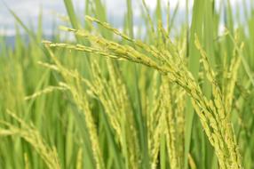 Beautiful, green and yellow rice plants on the paddy