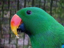 Parrot Bill Red Orange green