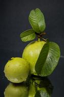 Close-up of the beautiful, green and yellow guava fruits with green leaves