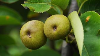 Stone Ship Fruit and Leaf