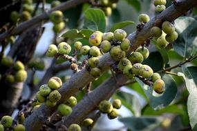 Wild Fruit green close-up on a blurred background