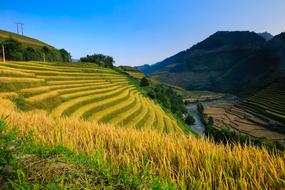Vietnam Rice Field yellow green