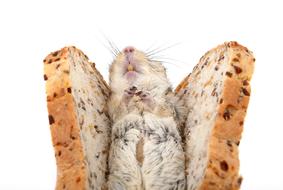 Animal Bread