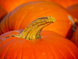 ripe orange pumpkin close-up in blurred background