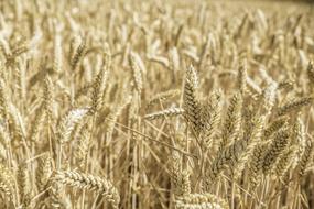 golden wheat field close-up