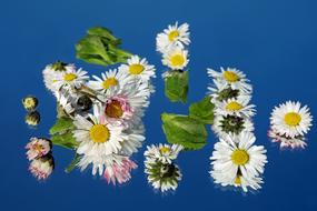 Daisy Flowers at mirroring blue background