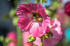 Bloom and Hummel