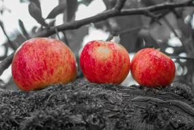 red apples on a branch in monochrome