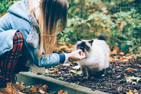 person and white cat