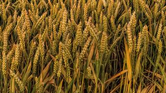 yellow green wheat field close-up