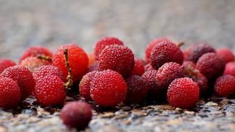 Bayberry Red