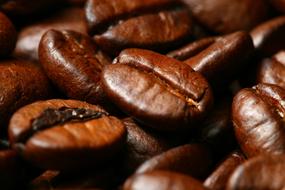 macro photo of dark coffee beans